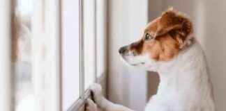Top 5 Dog Breeds to Avoid Owning in the UK news-12092024-195602