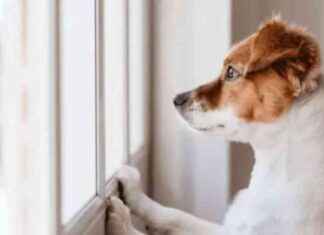 Top 5 Dog Breeds to Avoid Owning in the UK news-12092024-195602