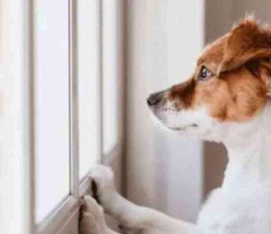 Top 5 Dog Breeds to Avoid Owning in the UK news-12092024-195602