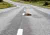 Legal Consequences for Drivers Passing Roadkill: Charges and Court Appearances news-18092024-104959