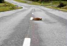 Legal Consequences for Drivers Passing Roadkill: Charges and Court Appearances news-18092024-104959