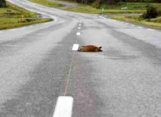 Legal Consequences for Drivers Passing Roadkill: Charges and Court Appearances news-18092024-104959