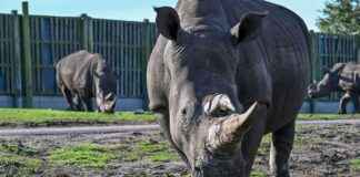Unprecedented Safari Park Deal Reunites Sisters for First Time news-07102024-030537
