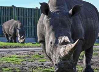 Unprecedented Safari Park Deal Reunites Sisters for First Time news-07102024-030537