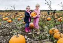 Best Pumpkin Picking Patches with Halloween Treats near Birmingham news-12102024-062339