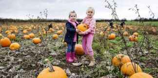 Best Pumpkin Picking Patches with Halloween Treats near Birmingham news-12102024-062339