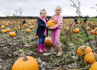 Best Pumpkin Picking Patches with Halloween Treats near Birmingham news-12102024-062339