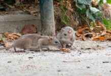 Natural Rat Repellent: Affordable Solution to Protect Your Lawn news-13102024-192311