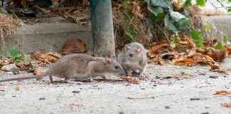 Natural Rat Repellent: Affordable Solution to Protect Your Lawn news-13102024-192311