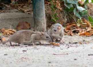 Natural Rat Repellent: Affordable Solution to Protect Your Lawn news-13102024-192311