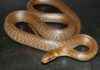 6ft-Long Non-Threatening Snake Spotted in British Attics – A Surprising Discovery news-26102024-205227