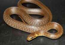 6ft-Long Non-Threatening Snake Spotted in British Attics – A Surprising Discovery news-26102024-205227