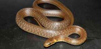 6ft-Long Non-Threatening Snake Spotted in British Attics – A Surprising Discovery news-26102024-205227