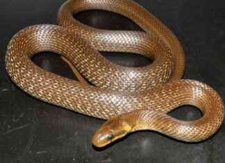 6ft-Long Non-Threatening Snake Spotted in British Attics – A Surprising Discovery news-26102024-205227
