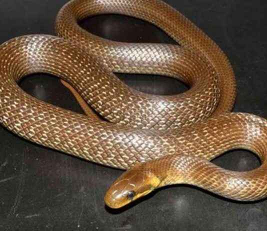 6ft-Long Non-Threatening Snake Spotted in British Attics – A Surprising Discovery news-26102024-205227