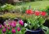 Prepare Your Garden: UK Households Urged to Move Plants in 11 Days prepare-your-garden-uk-households-urged-to-move-plants-in-11-days