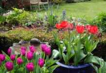 Prepare Your Garden: UK Households Urged to Move Plants in 11 Days prepare-your-garden-uk-households-urged-to-move-plants-in-11-days