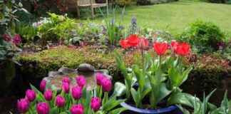 Prepare Your Garden: UK Households Urged to Move Plants in 11 Days prepare-your-garden-uk-households-urged-to-move-plants-in-11-days