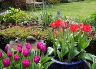 Prepare Your Garden: UK Households Urged to Move Plants in 11 Days prepare-your-garden-uk-households-urged-to-move-plants-in-11-days