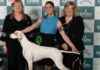 Crufts 2025 Gundog Breed Winners List – Birmingham Live crufts-2025-gundog-breed-winners-list-birmingham-live