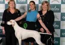 Crufts 2025 Gundog Breed Winners List – Birmingham Live crufts-2025-gundog-breed-winners-list-birmingham-live