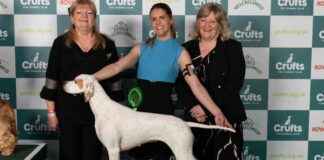 Crufts 2025 Gundog Breed Winners List – Birmingham Live crufts-2025-gundog-breed-winners-list-birmingham-live