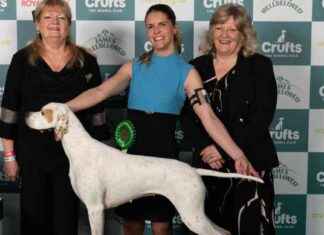 Crufts 2025 Gundog Breed Winners List – Birmingham Live crufts-2025-gundog-breed-winners-list-birmingham-live