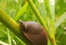 dy-gardening-pest-repellent-makes-bugs-flee-birmingham-live