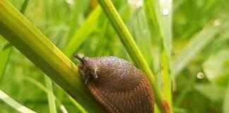 DIY Gardening Pest Repellent Makes Bugs Flee – Birmingham Live dy-gardening-pest-repellent-makes-bugs-flee-birmingham-live