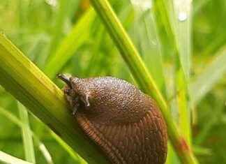 DIY Gardening Pest Repellent Makes Bugs Flee – Birmingham Live dy-gardening-pest-repellent-makes-bugs-flee-birmingham-live