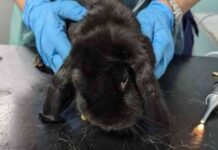 woman-banned-for-neglecting-underweight-rabbits-in-birmingham-news-update