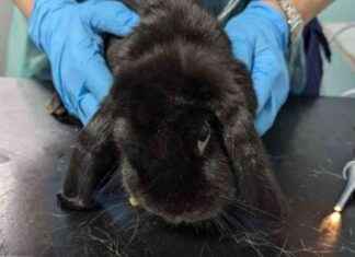 Woman Banned for Neglecting Underweight Rabbits in Birmingham – News Update woman-banned-for-neglecting-underweight-rabbits-in-birmingham-news-update